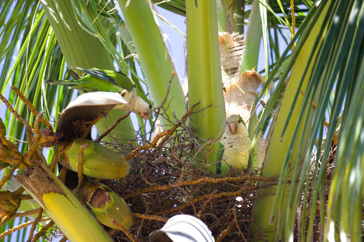 Monk Parakeet - ML635560854