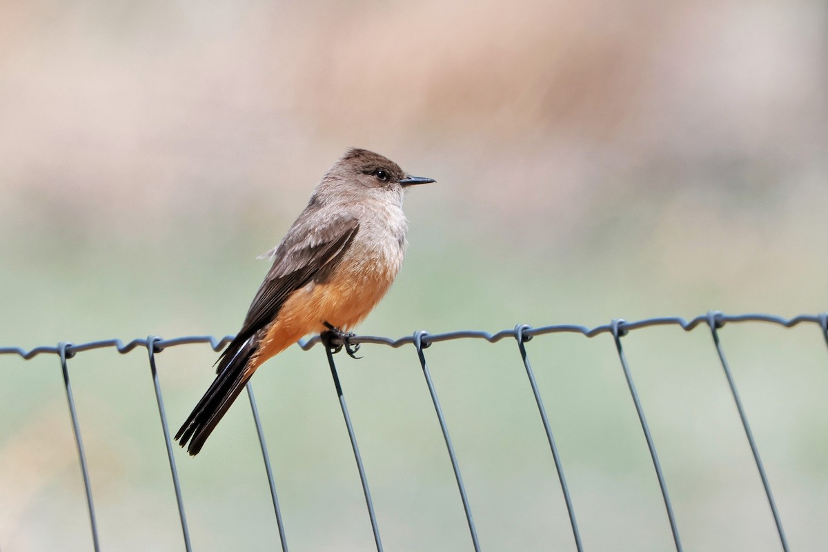 Say's Phoebe - ML635560867