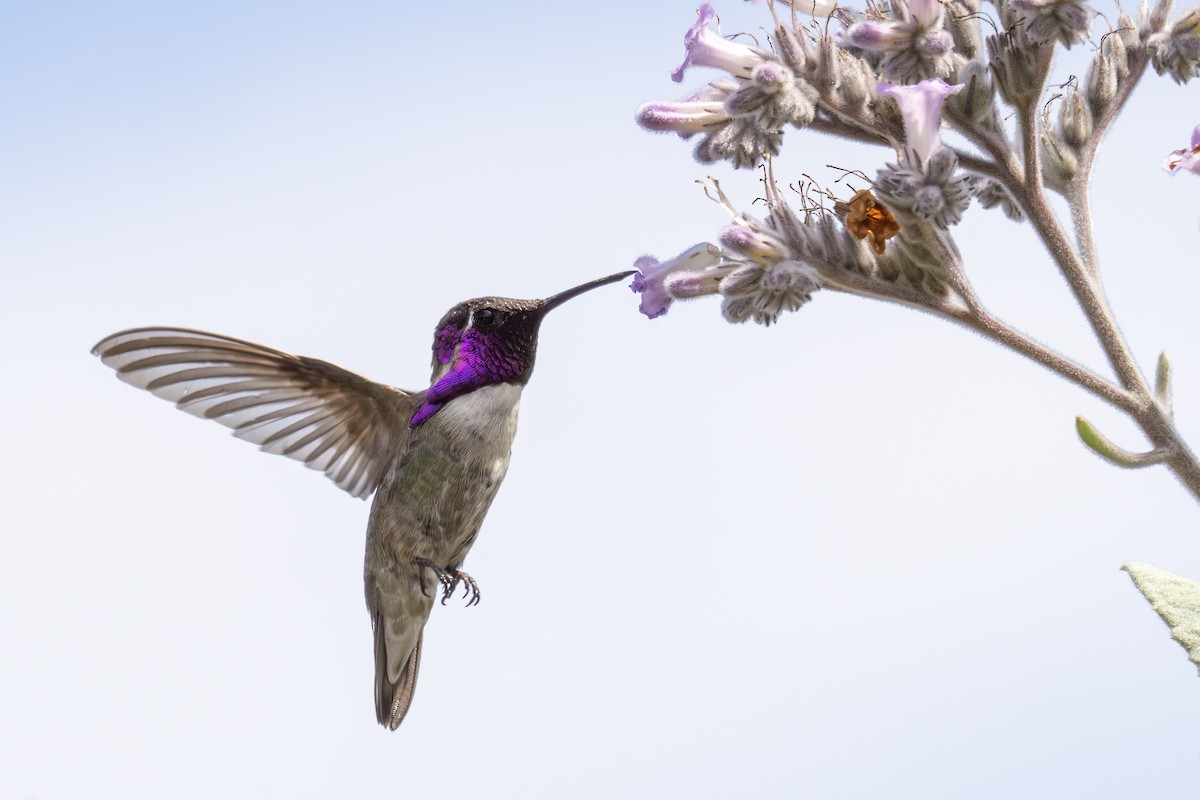 Costa's Hummingbird - ML635560888