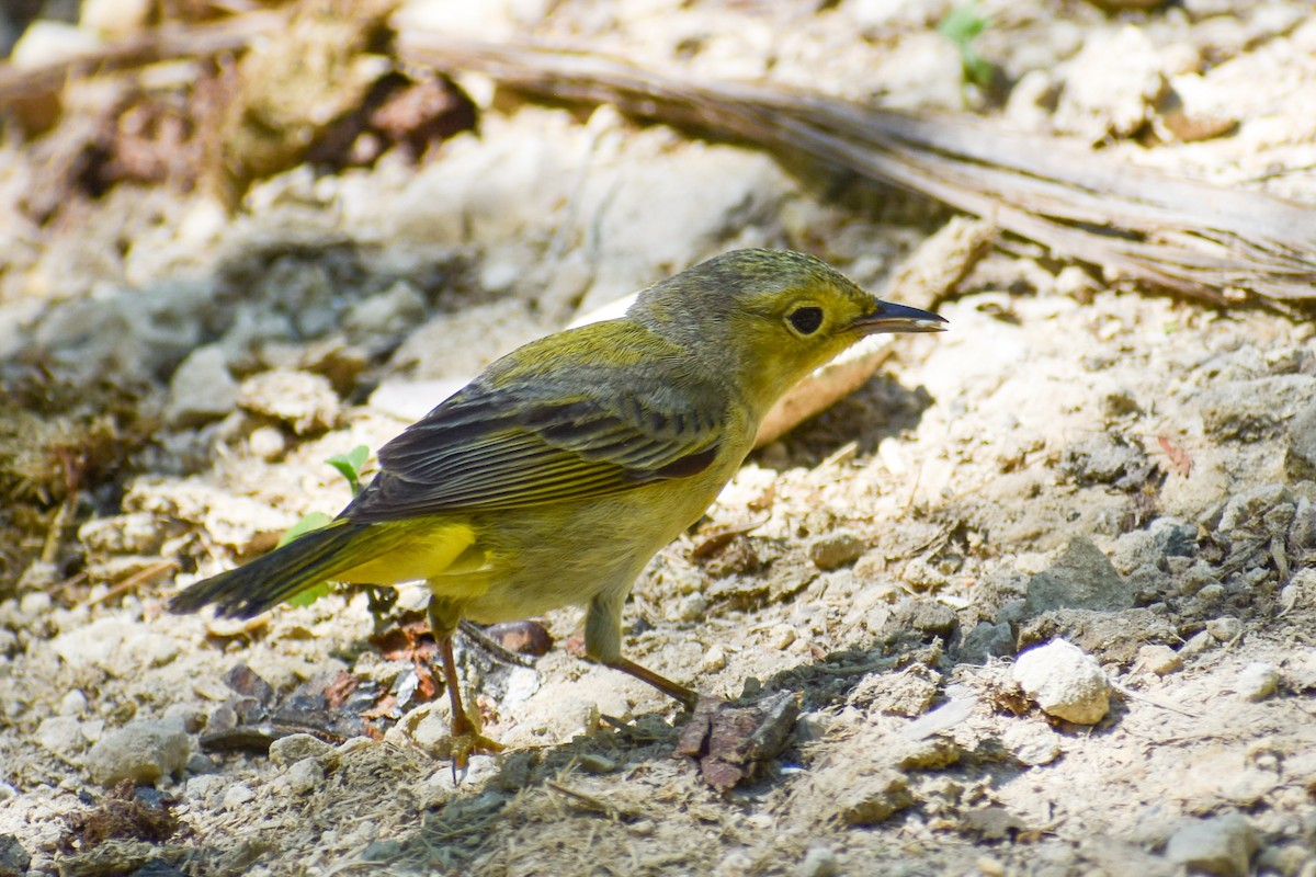 Northern/Mangrove Yellow Warbler - ML635560908