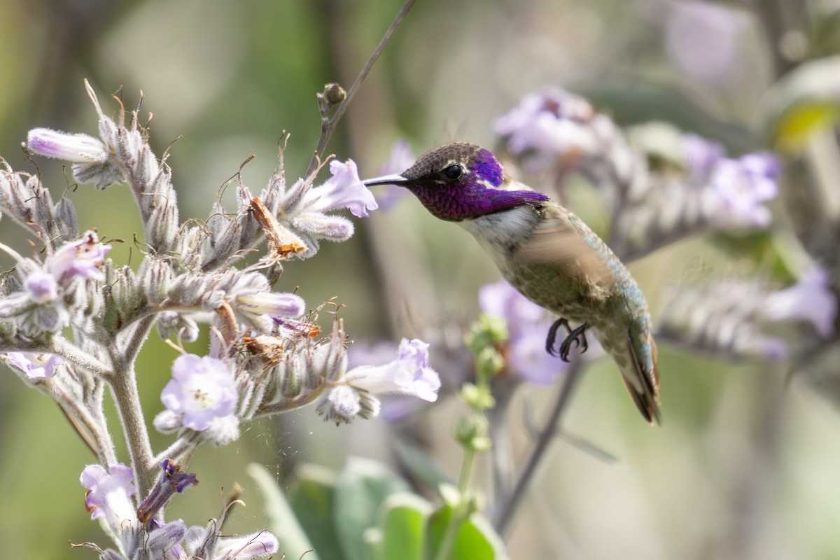 Costa's Hummingbird - ML635560921
