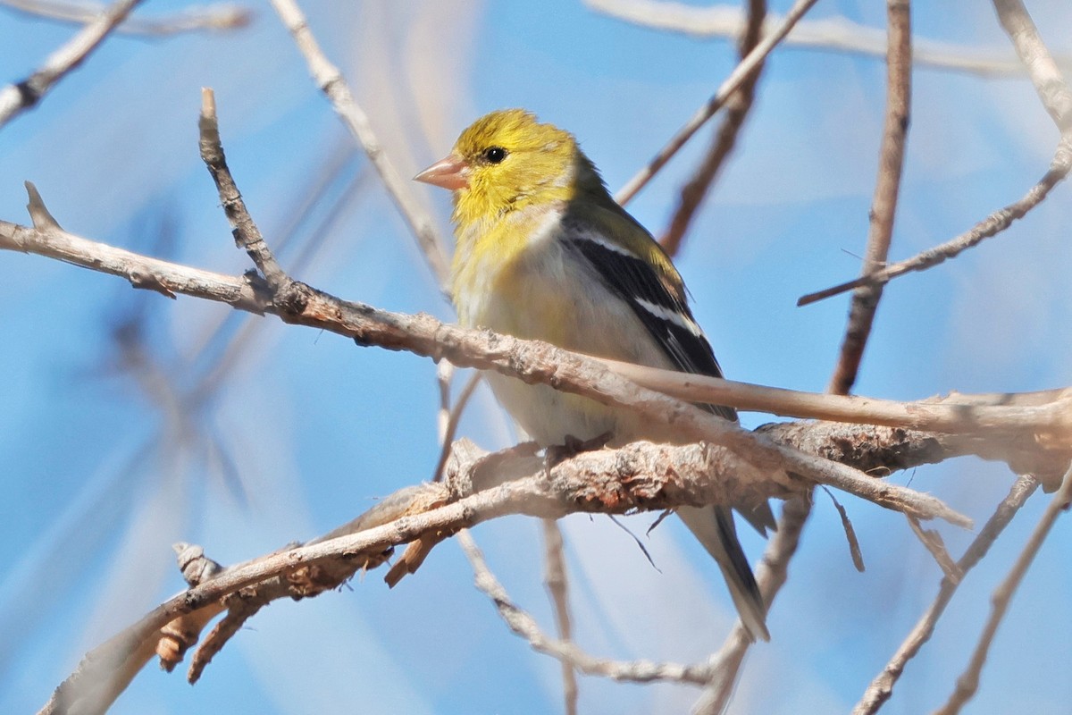 American Goldfinch - ML635560926