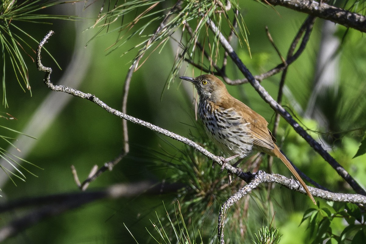 Brown Thrasher - ML635560940