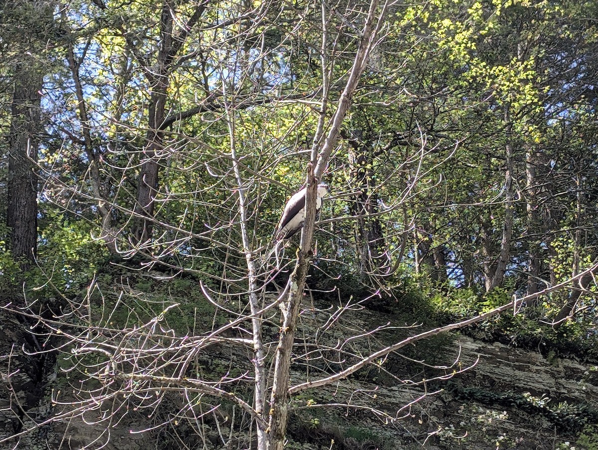 Osprey - ML635560944