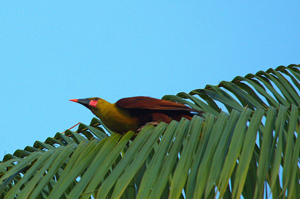Olive Oropendola - ML635560945