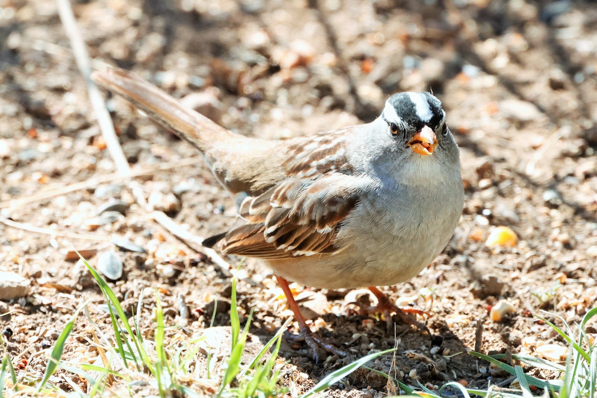 White-crowned Sparrow - ML635560959