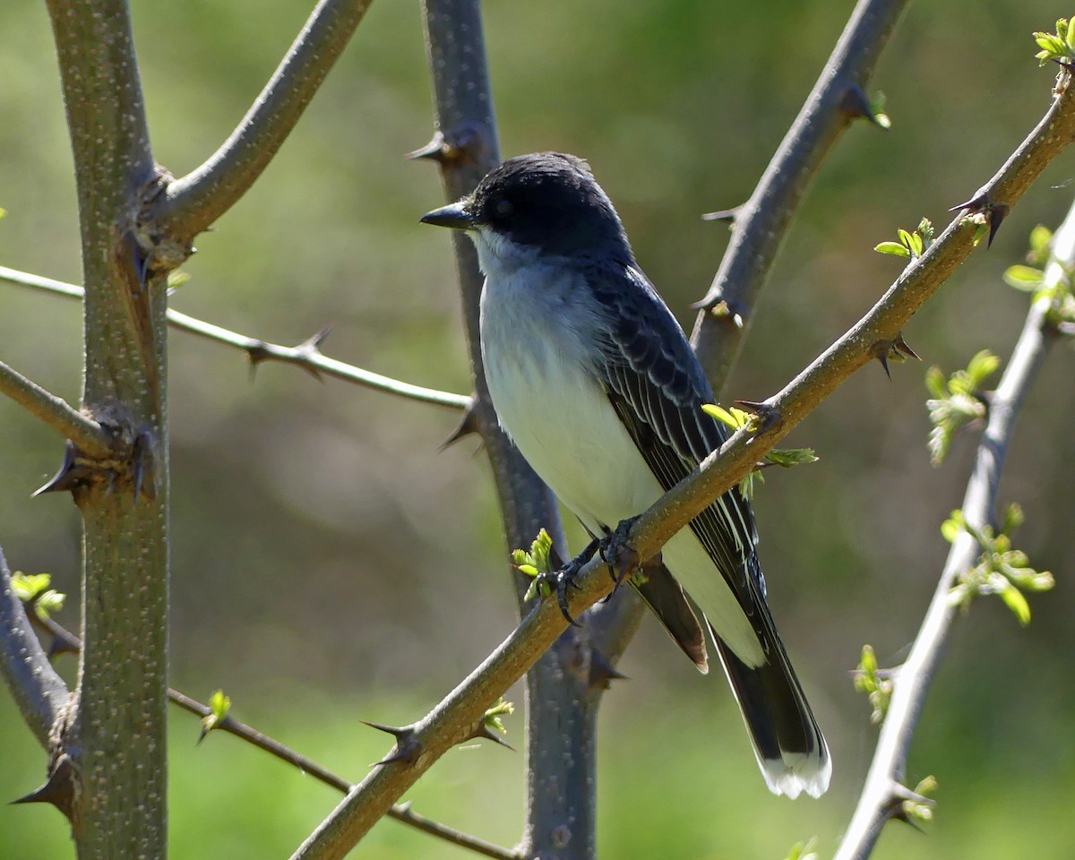Eastern Kingbird - ML635560990