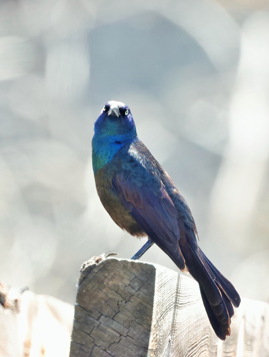 Common Grackle - ML635560999