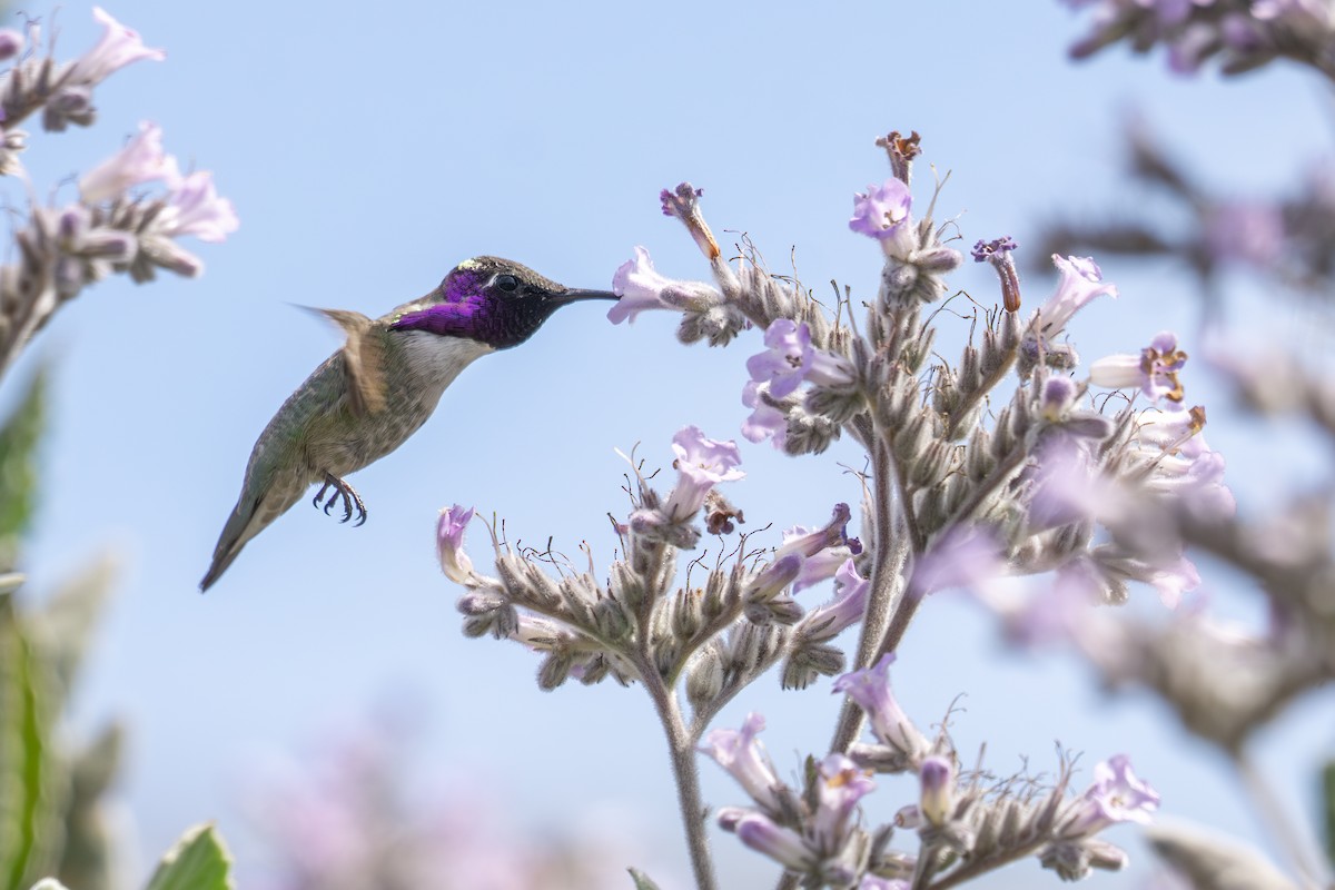 Costa's Hummingbird - ML635561000