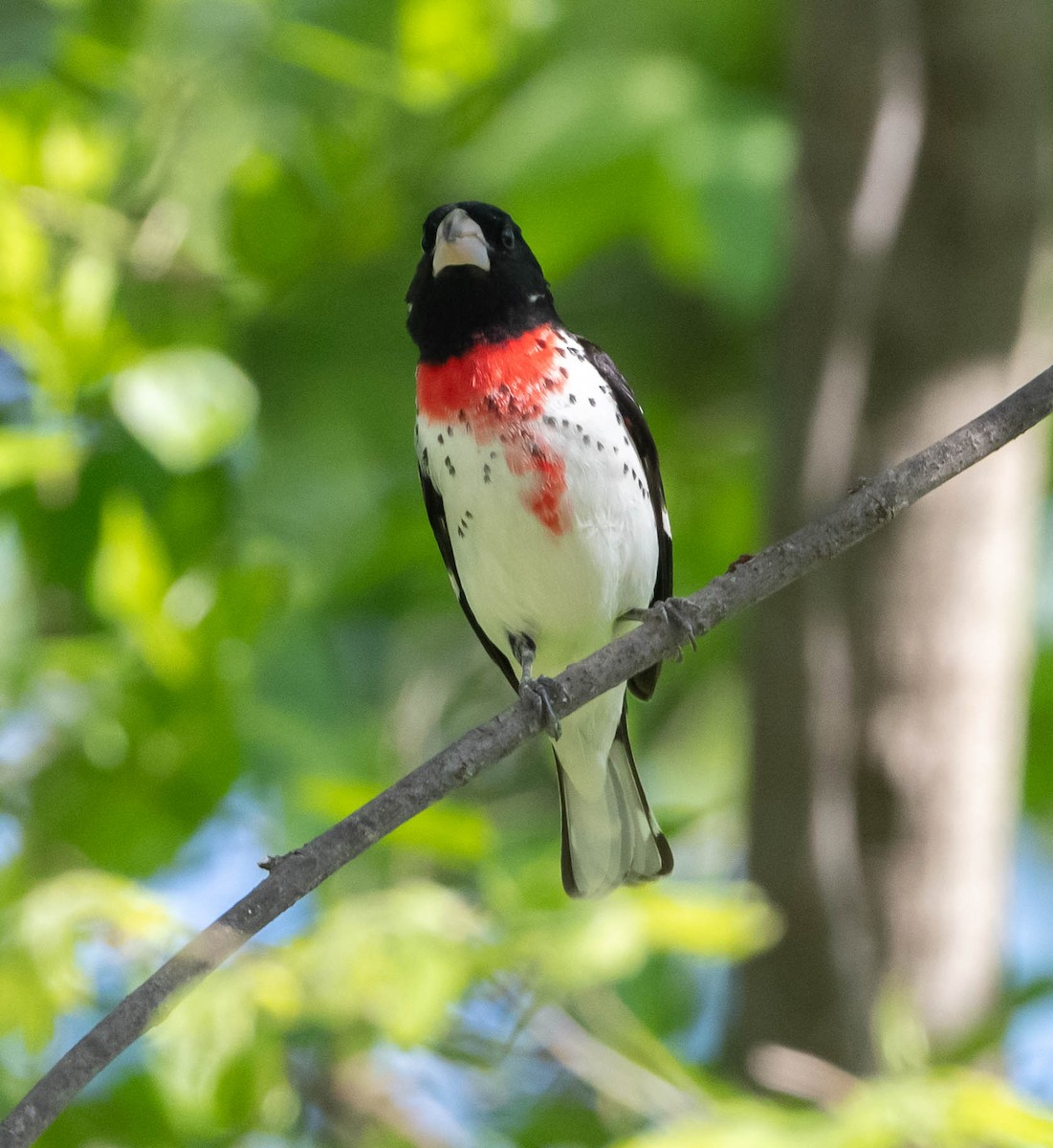 Rose-breasted Grosbeak - ML635561010