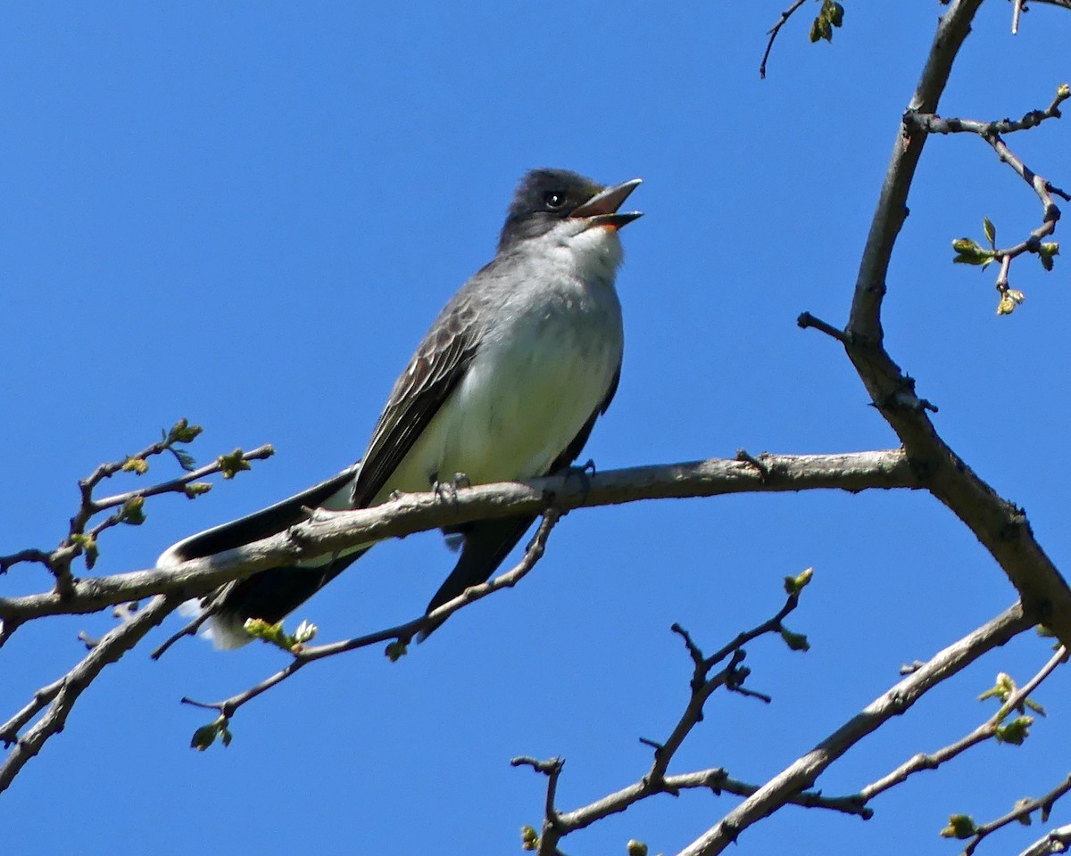Eastern Kingbird - ML635561015