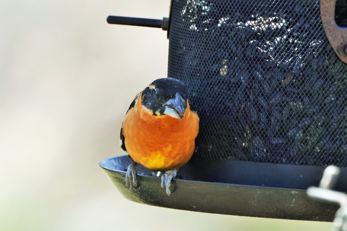 Black-headed Grosbeak - ML635561031