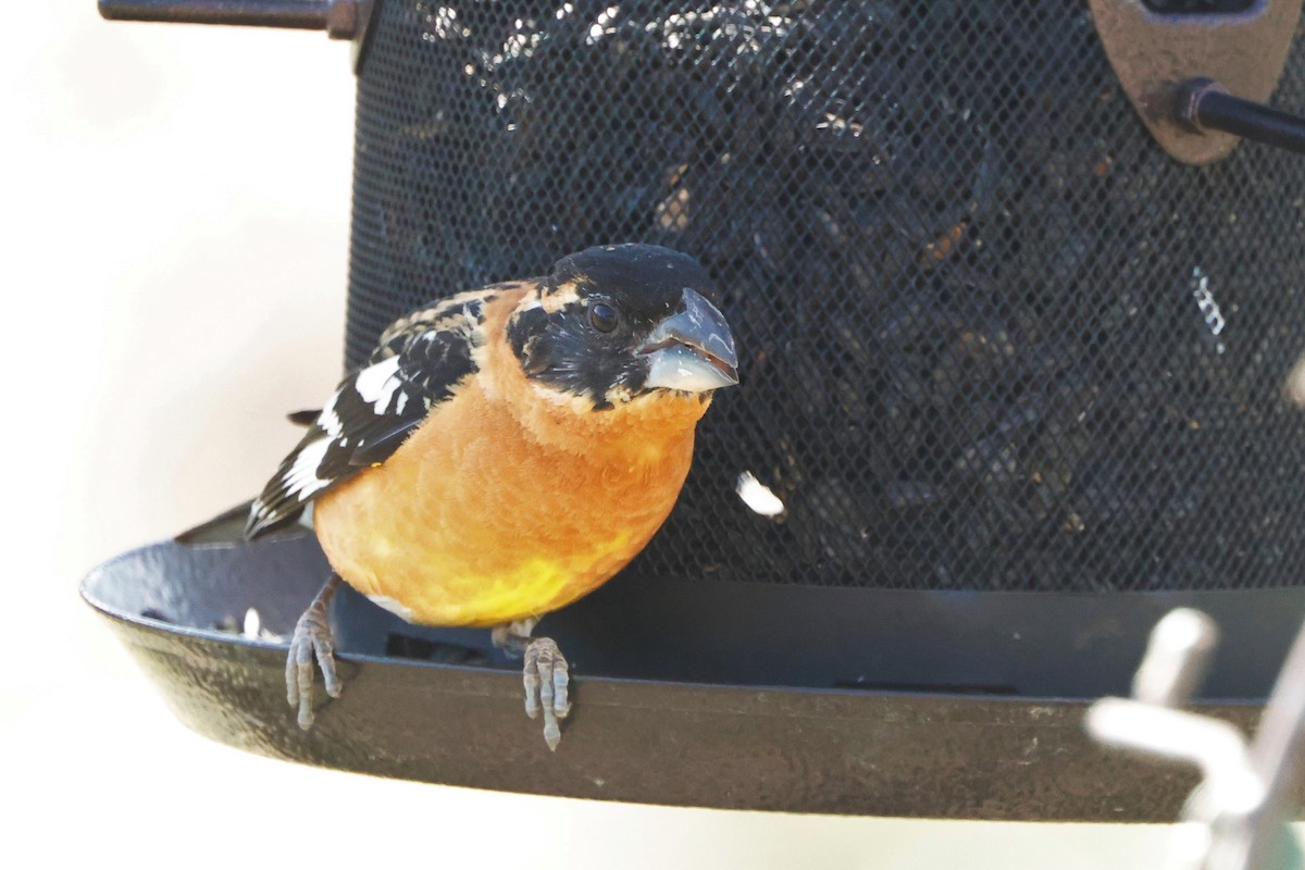Black-headed Grosbeak - ML635561032