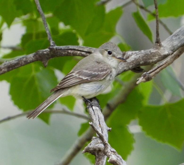 Gray Flycatcher - ML635561038