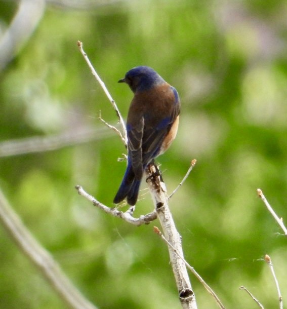 Western Bluebird - ML635561054