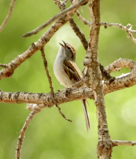 Chipping Sparrow - ML635561065