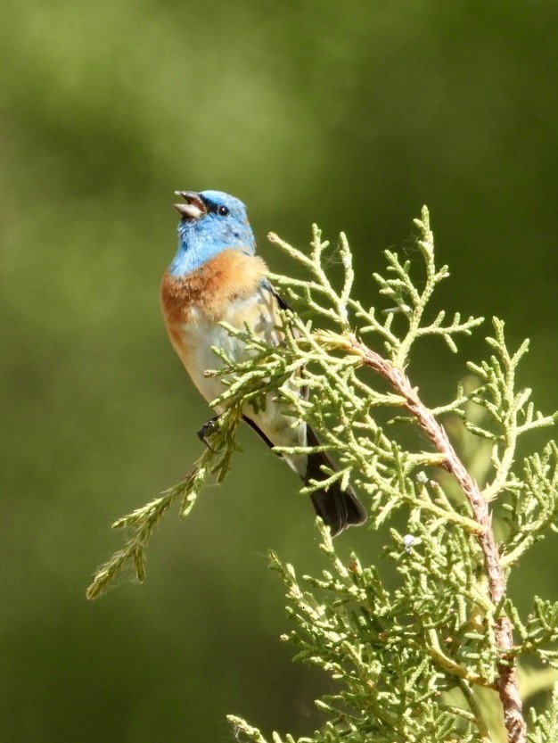 Lazuli Bunting - ML635561097