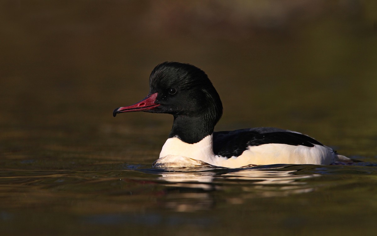 Common Merganser - Christoph Moning