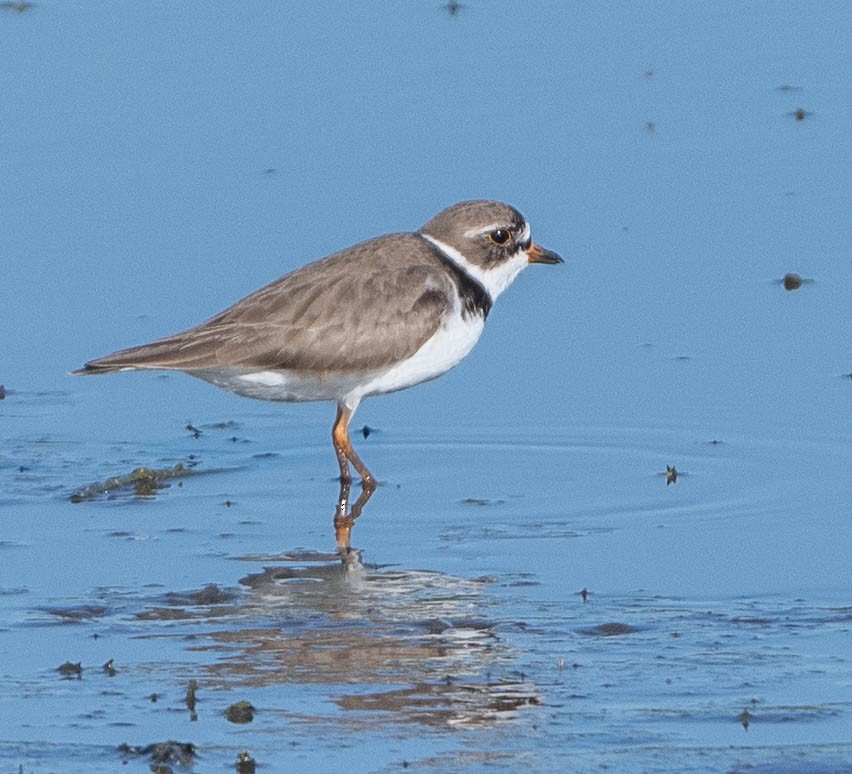 Semipalmated Plover - ML635561130