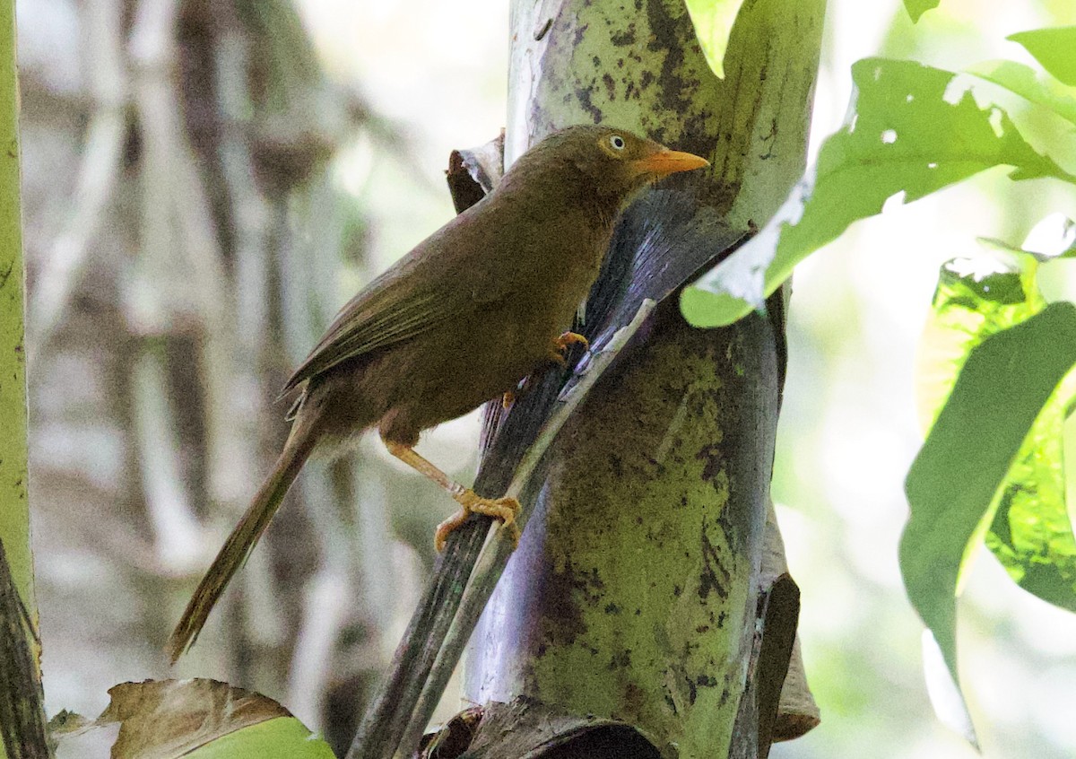 Orange-billed Babbler - ML635561171