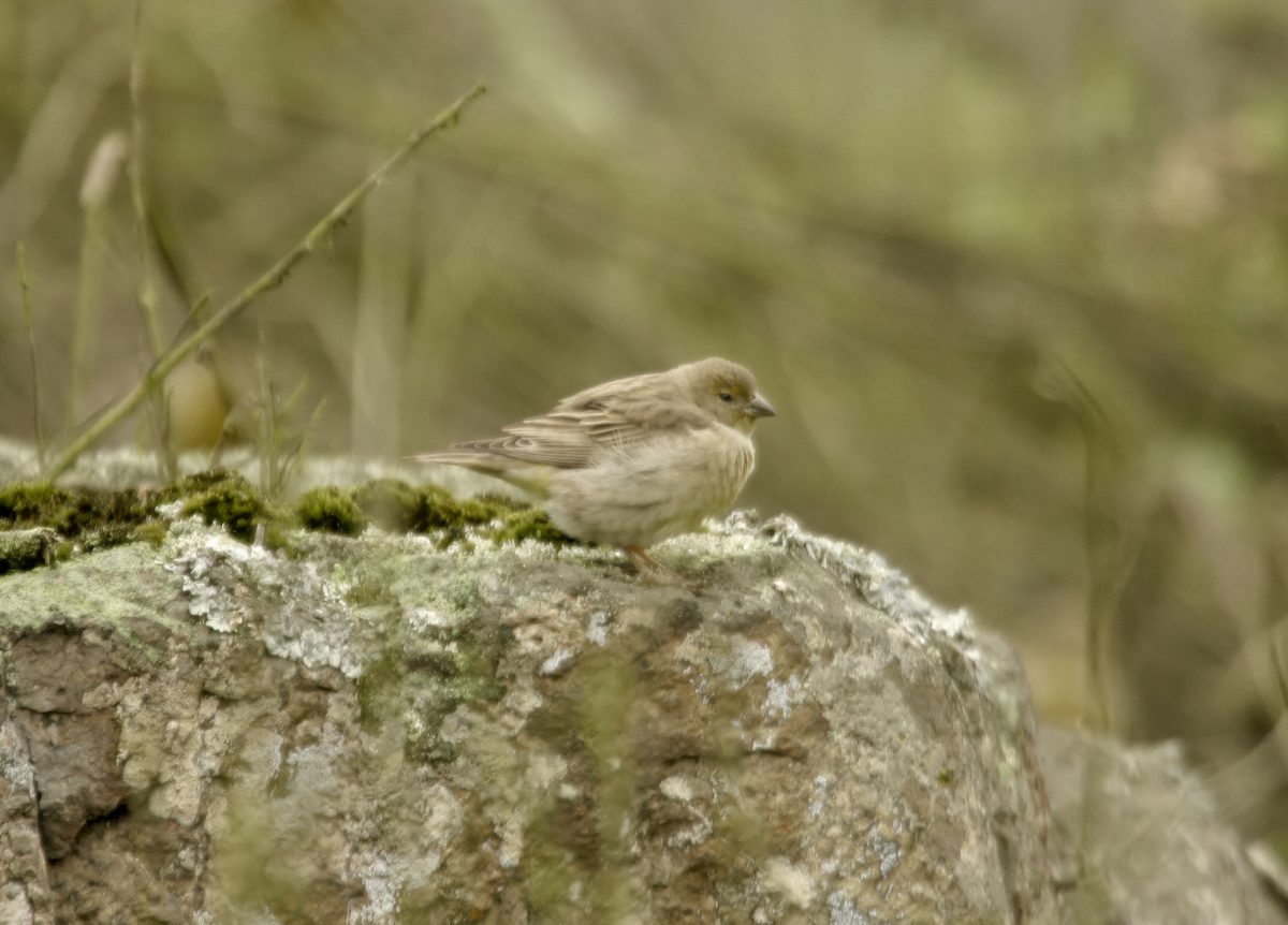 Raimondi's Yellow-Finch - ML635561211