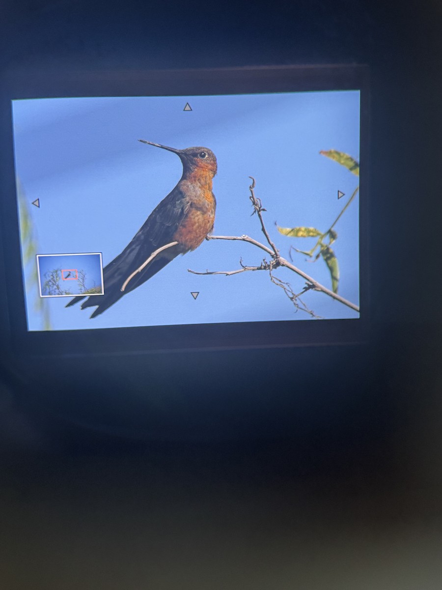 Giant Hummingbird - ML635561218