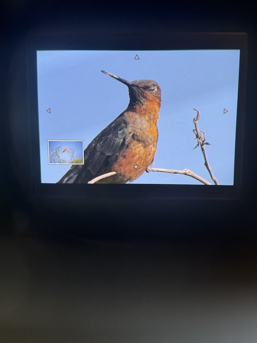 Giant Hummingbird - ML635561219