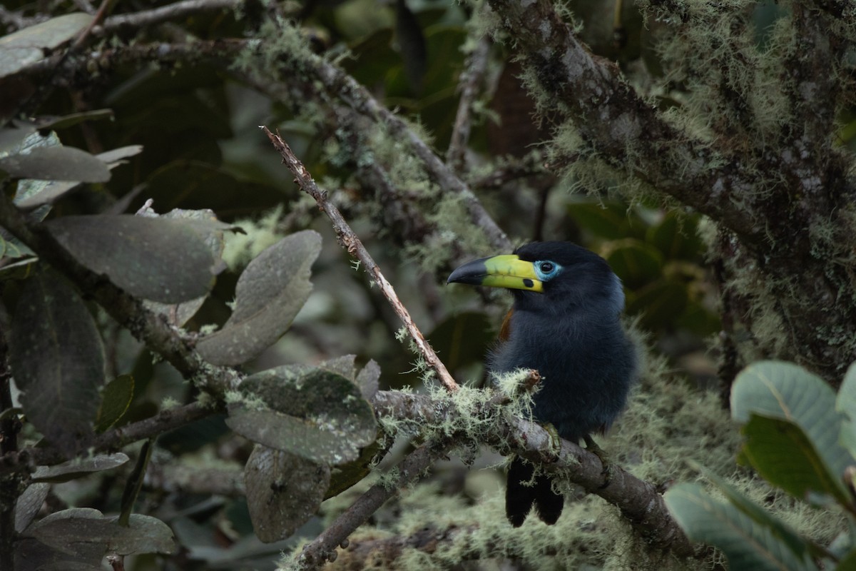 Hooded Mountain-Toucan - ML635561253