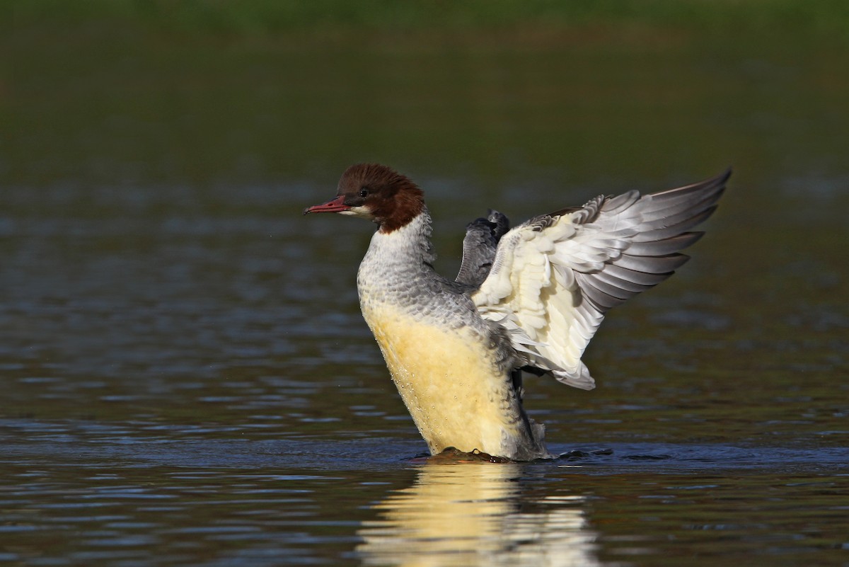 Common Merganser - ML63556131