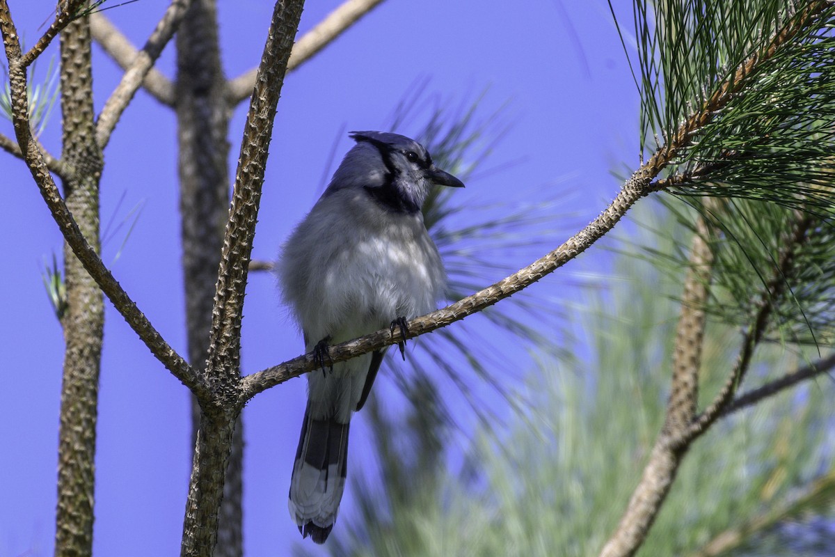 Blue Jay - ML635561365