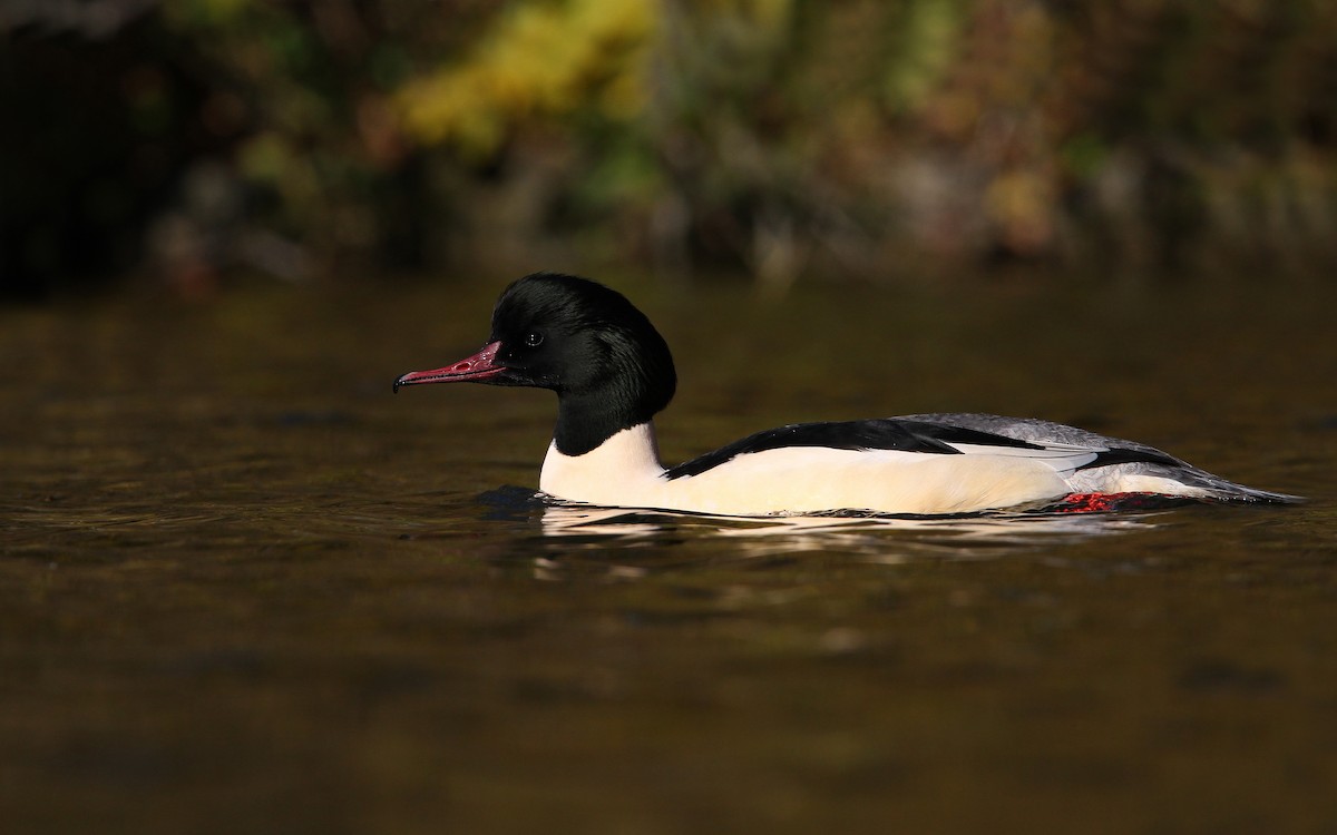 Common Merganser - ML63556141