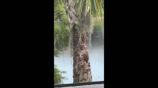 Red-bellied Woodpecker - ML635561419