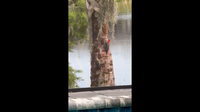 Red-bellied Woodpecker - ML635561420
