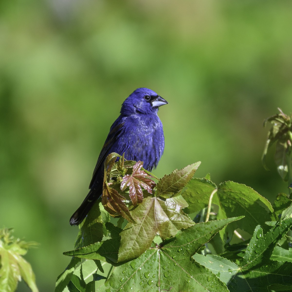 Blue Grosbeak - ML635561421