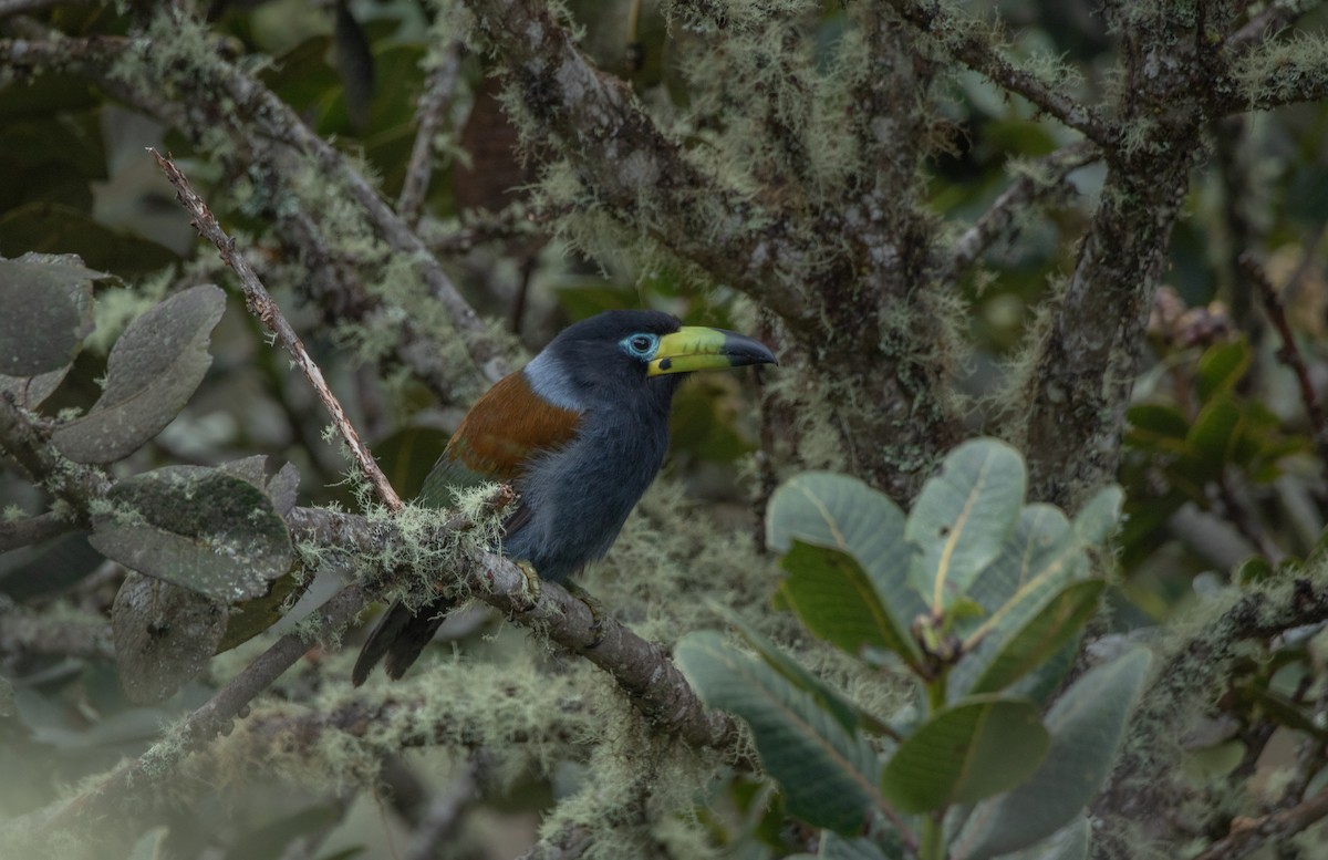 Hooded Mountain-Toucan - ML635561521