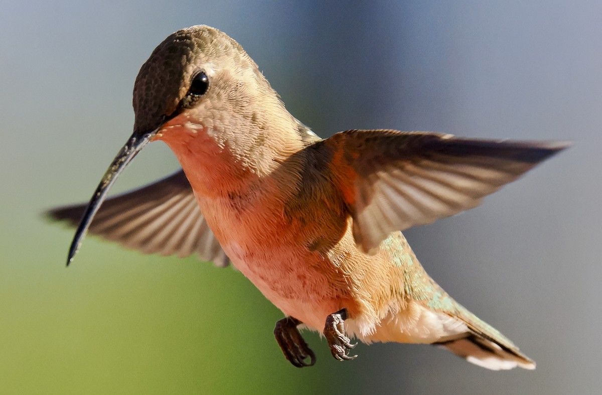 Lucifer Hummingbird - ML635561561