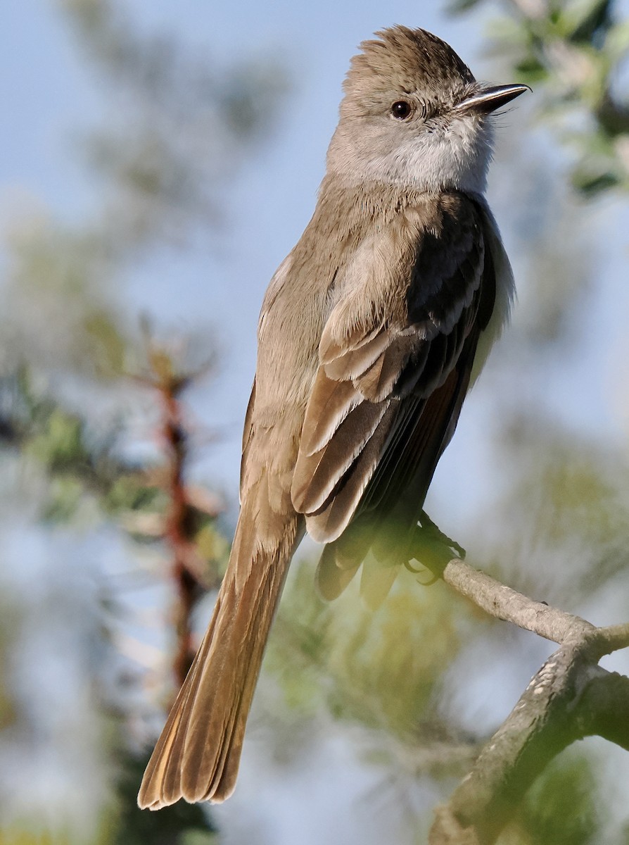 Ash-throated Flycatcher - ML635561588