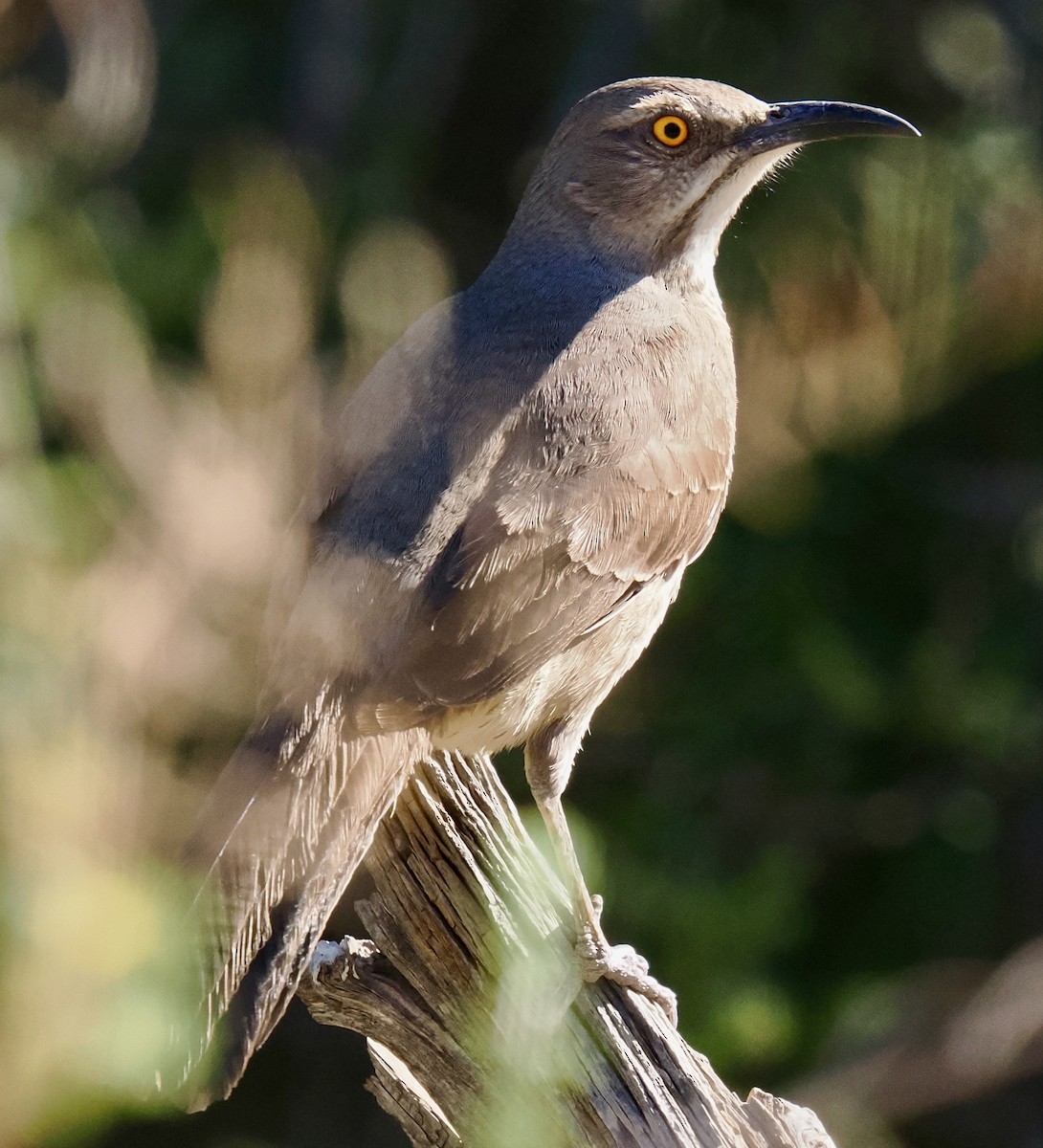 Curve-billed Thrasher - ML635561600