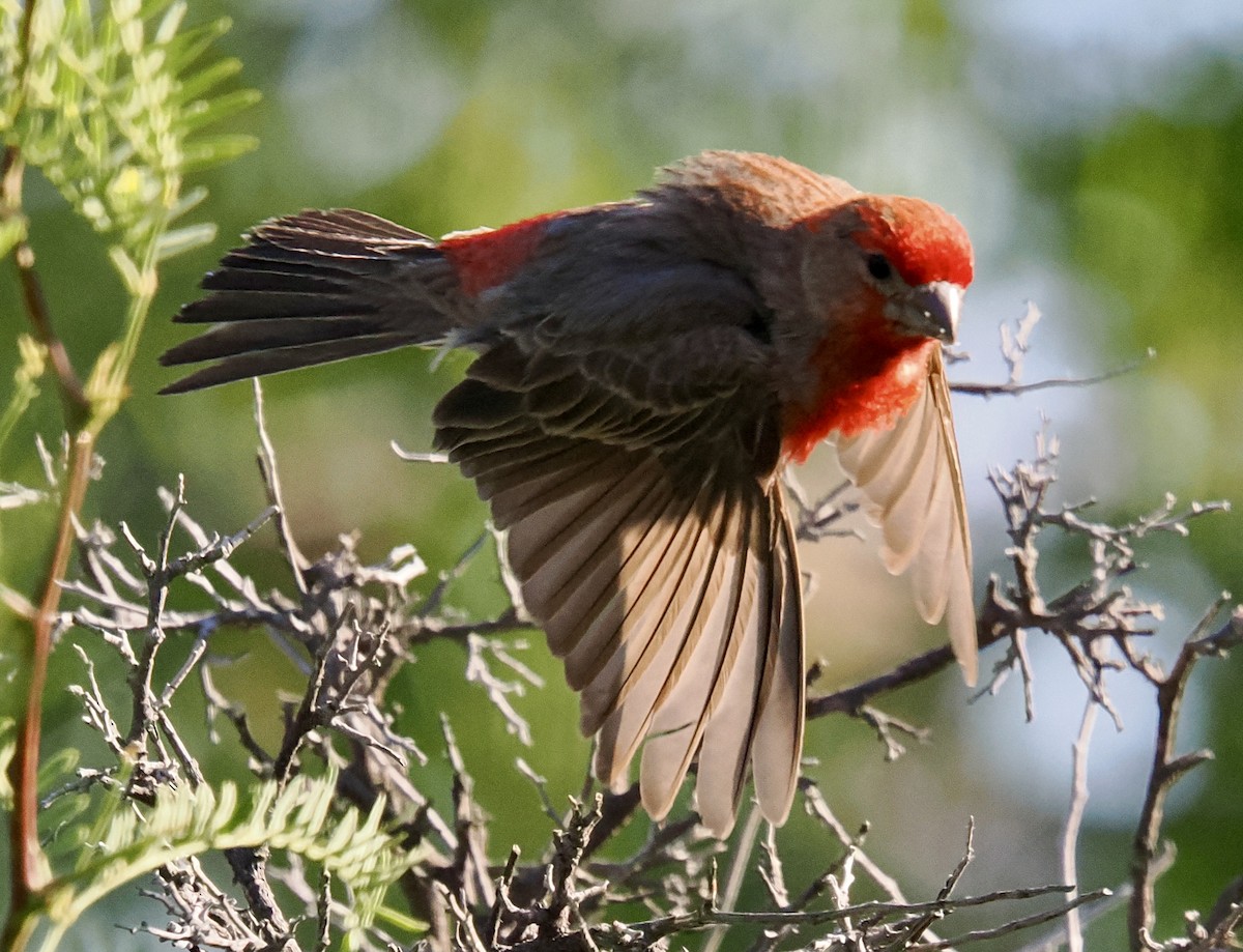 House Finch - ML635561613