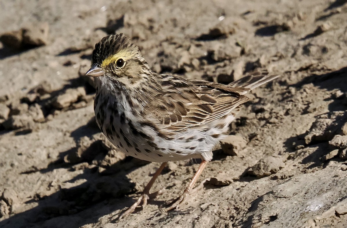 Savannah Sparrow - ML635561622