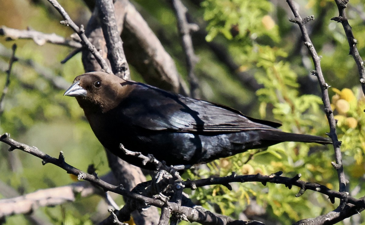 Brown-headed Cowbird - ML635561656