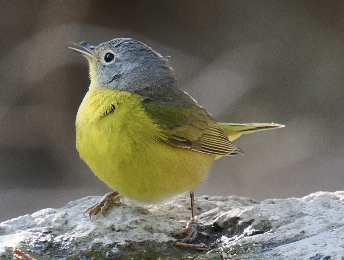 Nashville Warbler - ML635561685