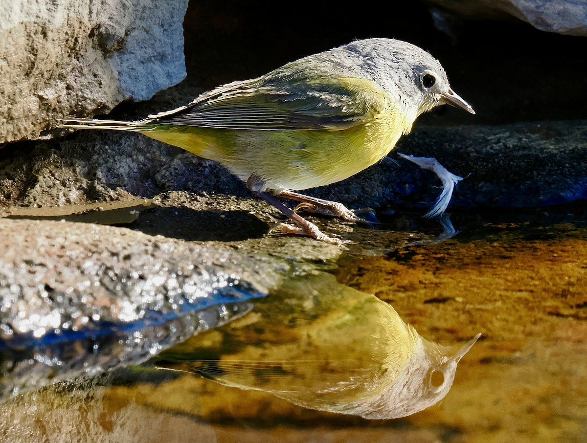 Nashville Warbler - ML635561686