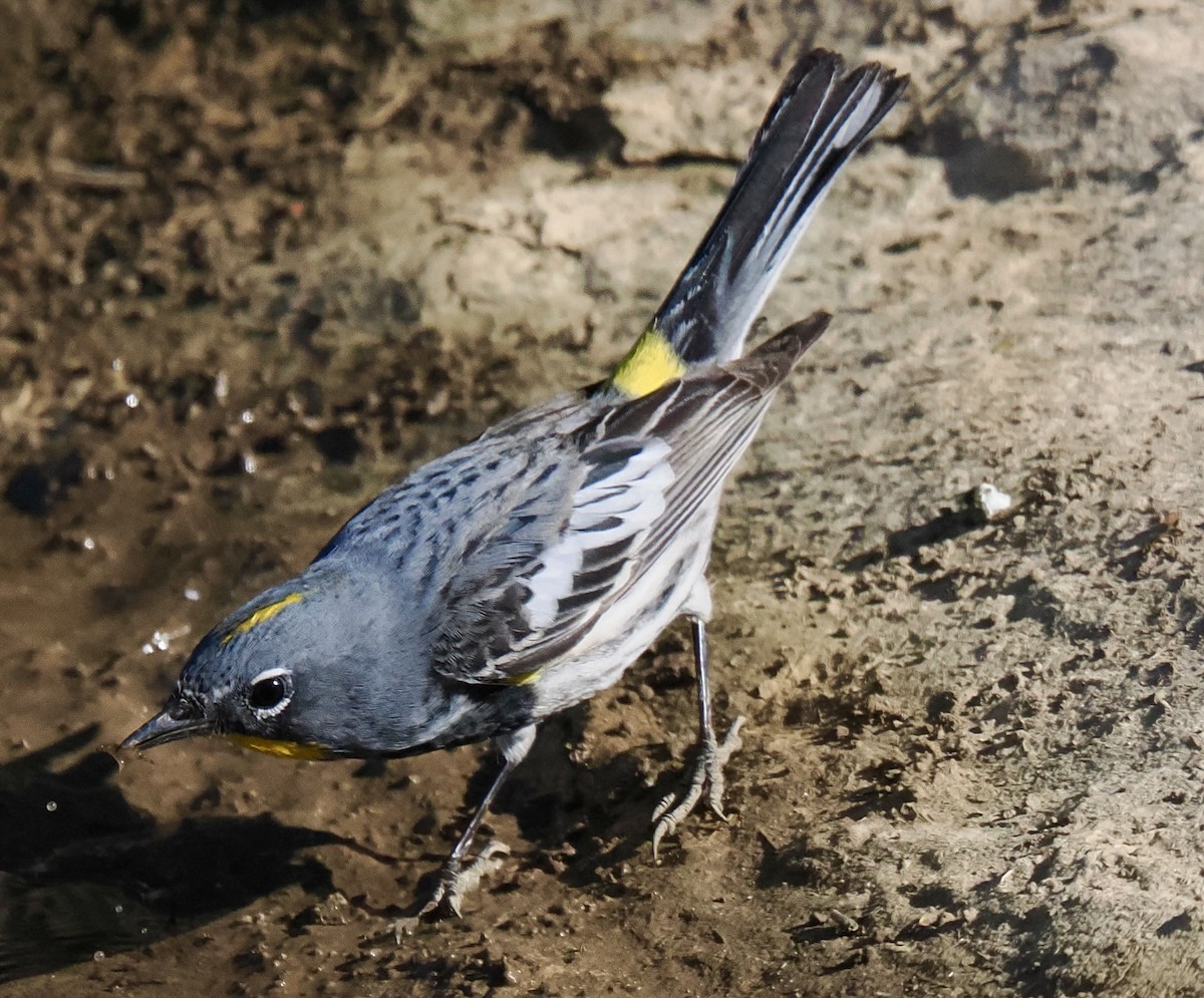 Yellow-rumped Warbler - ML635561723