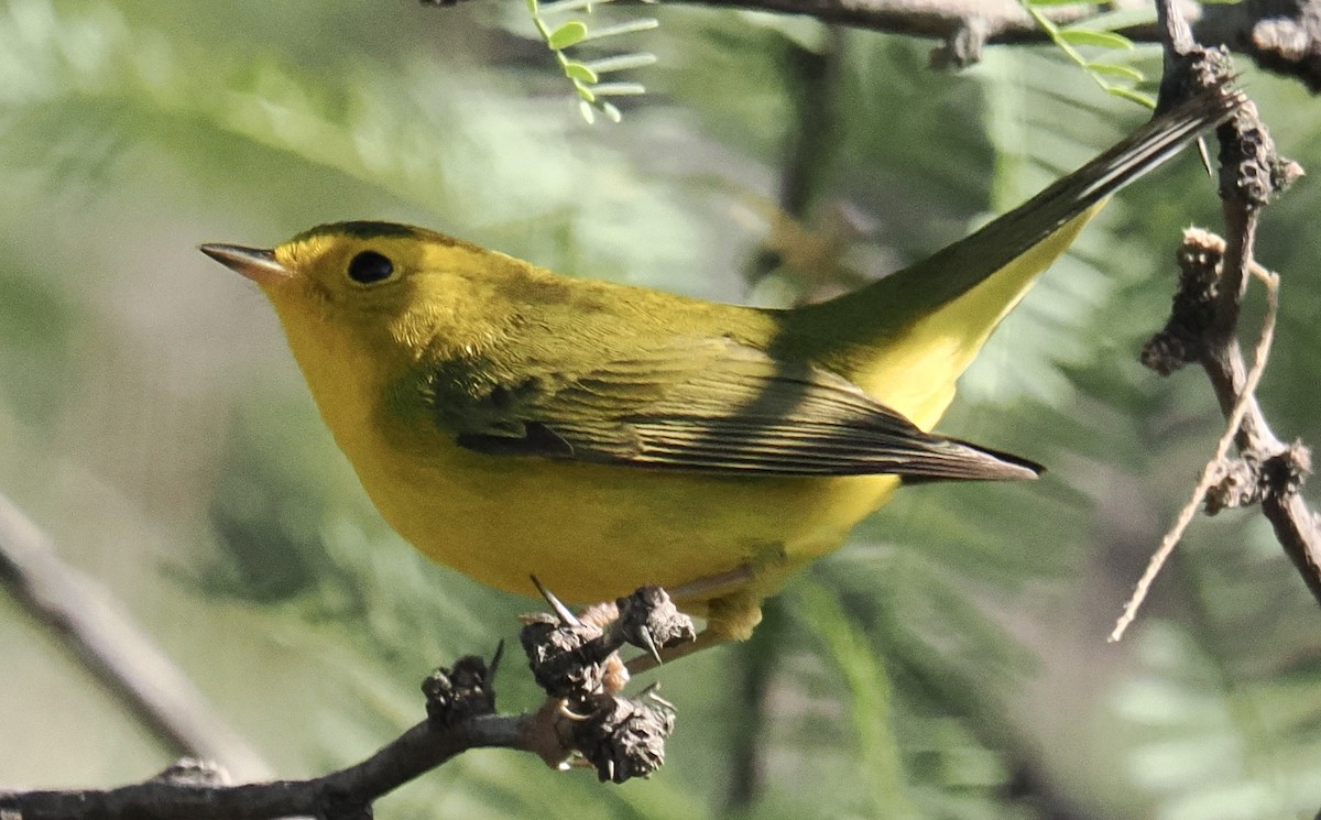 Wilson's Warbler - ML635561746