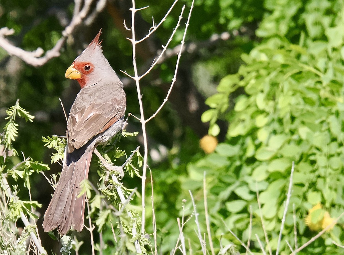 Pyrrhuloxia - ML635561772