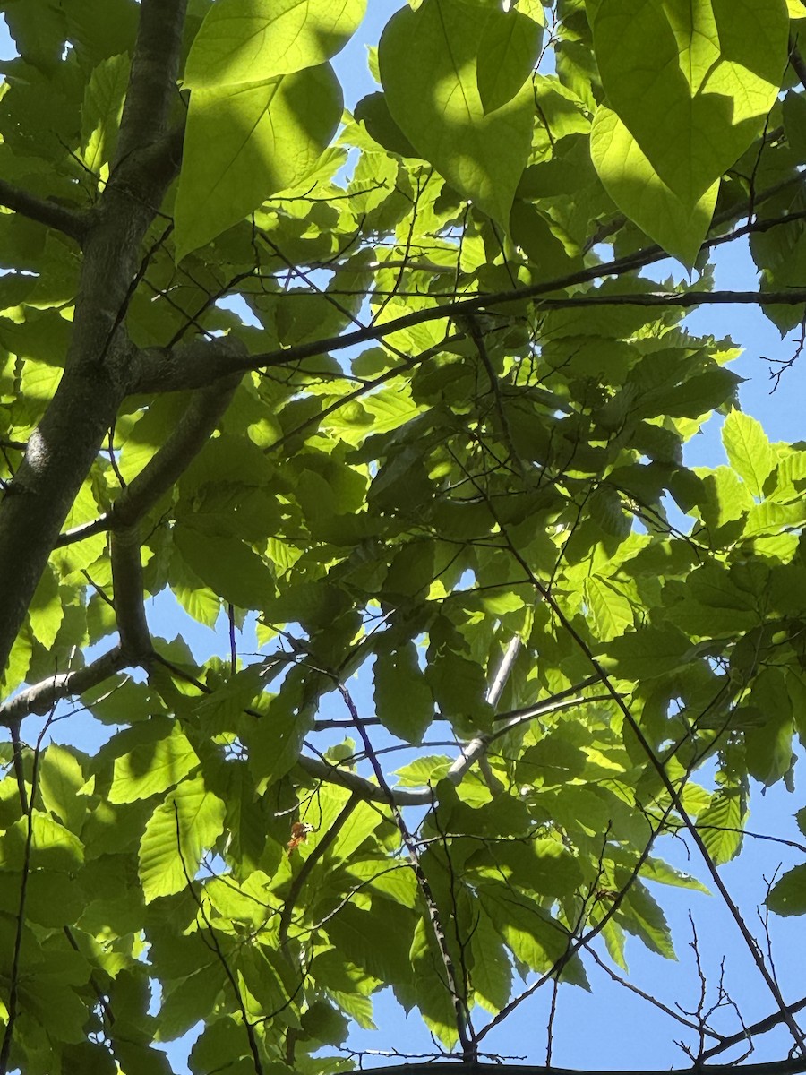 new world warbler sp. - ML635561794