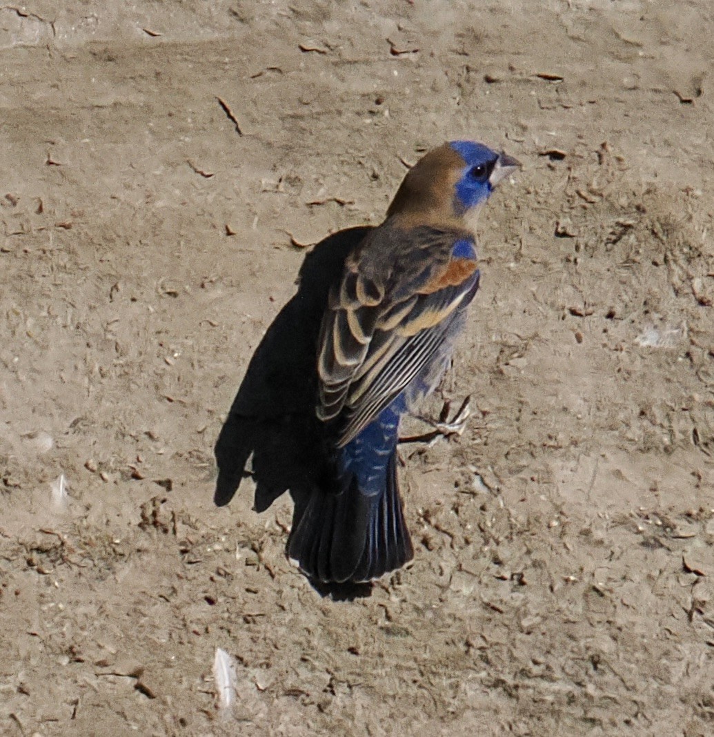 Blue Grosbeak - ML635561795
