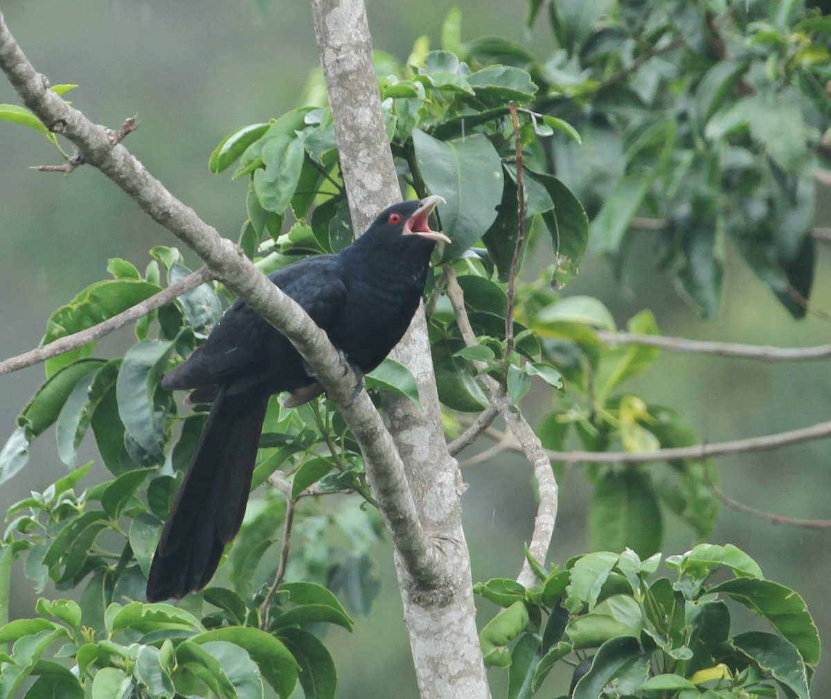 Pacific Koel - Julie Sarna