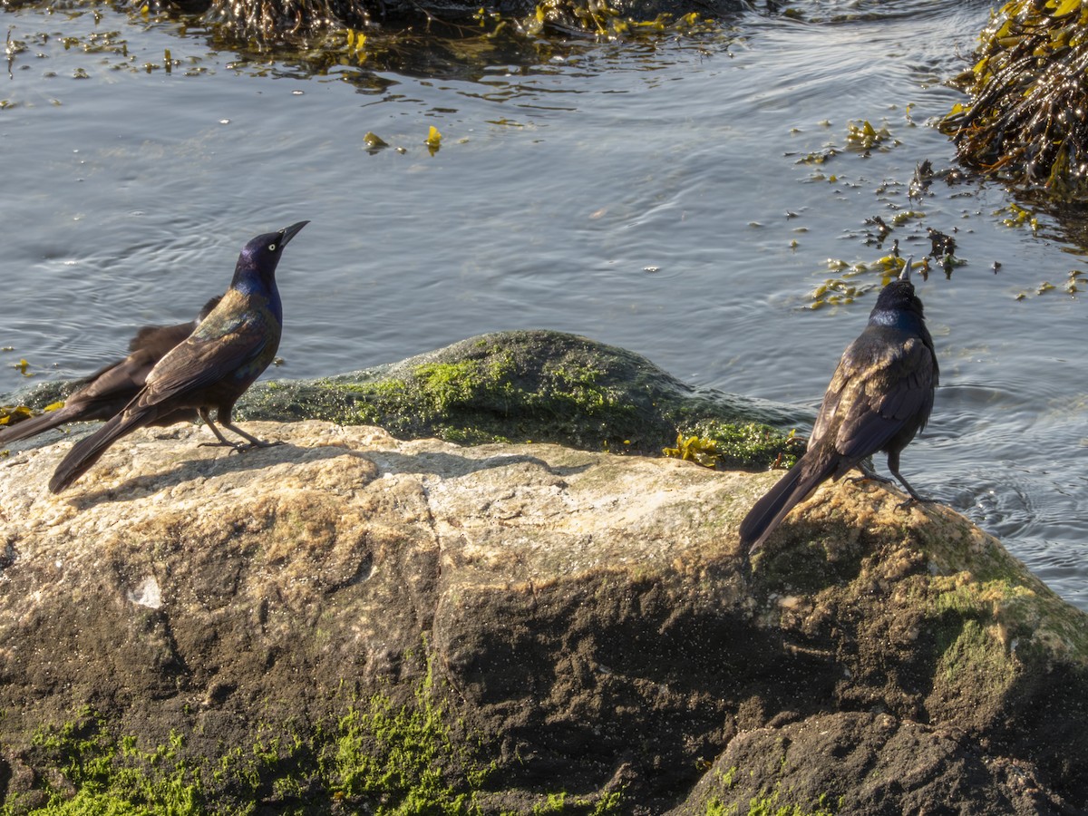 Common Grackle - ML635561823